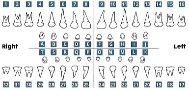 tooth chart